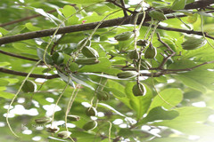 Barringtonia acutangula